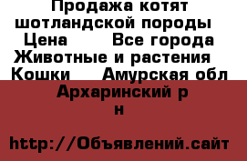 Продажа котят шотландской породы › Цена ­ - - Все города Животные и растения » Кошки   . Амурская обл.,Архаринский р-н